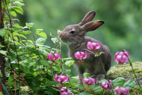 michaelnordeman:Mountain hare/skogshare.