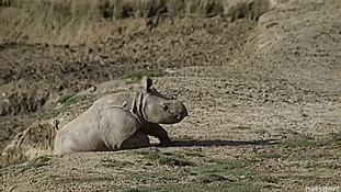 thenatsdorf:Baby rhino’s first day exploring the outdoors. [full video]