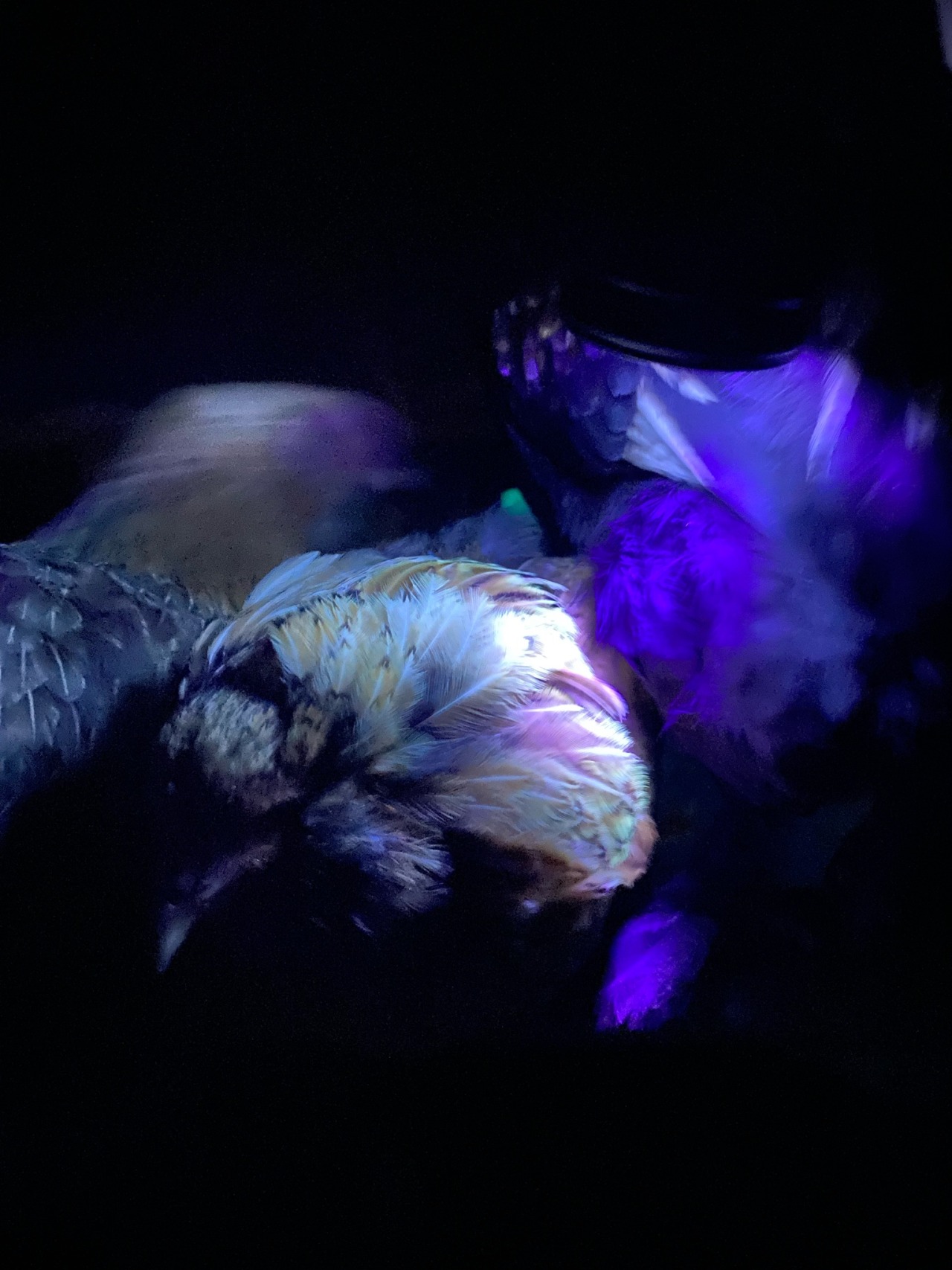 mishapeep:Yaaaaalllllll!!!CHICKENS ARE FLUORESCENT!! Look. I’m unnaturally excited