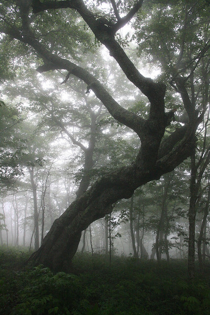 90377:  Cool tree by akunkle99 on Flickr.