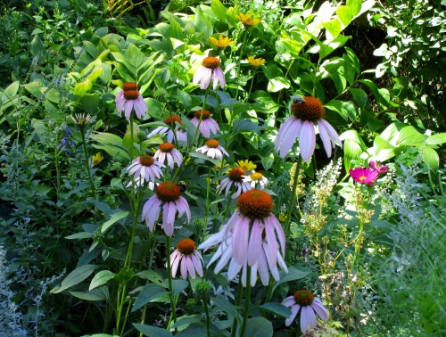 Blooms of the back garden.Cosmos, heliopsis, great lobelia, echinacea, and a host of others that are