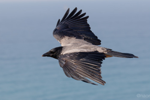 irisharchaeology: One of the Irish names for a Scald/Hooded Crow is ‘Badhbh’. This is de