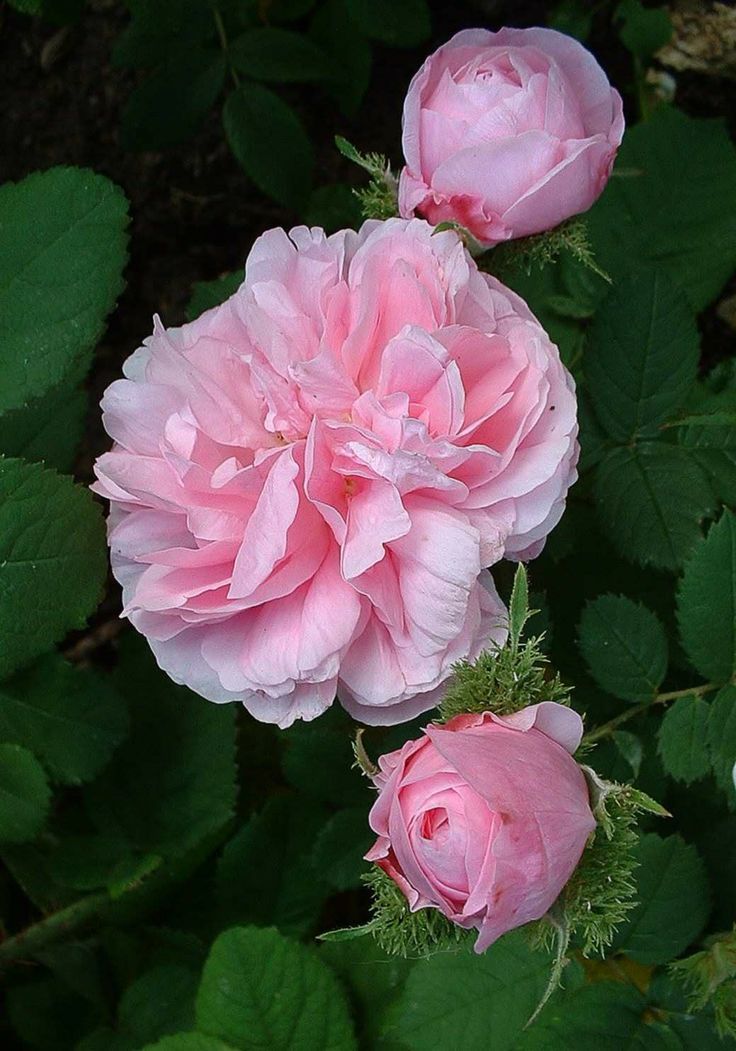 Shade Loving Flowers