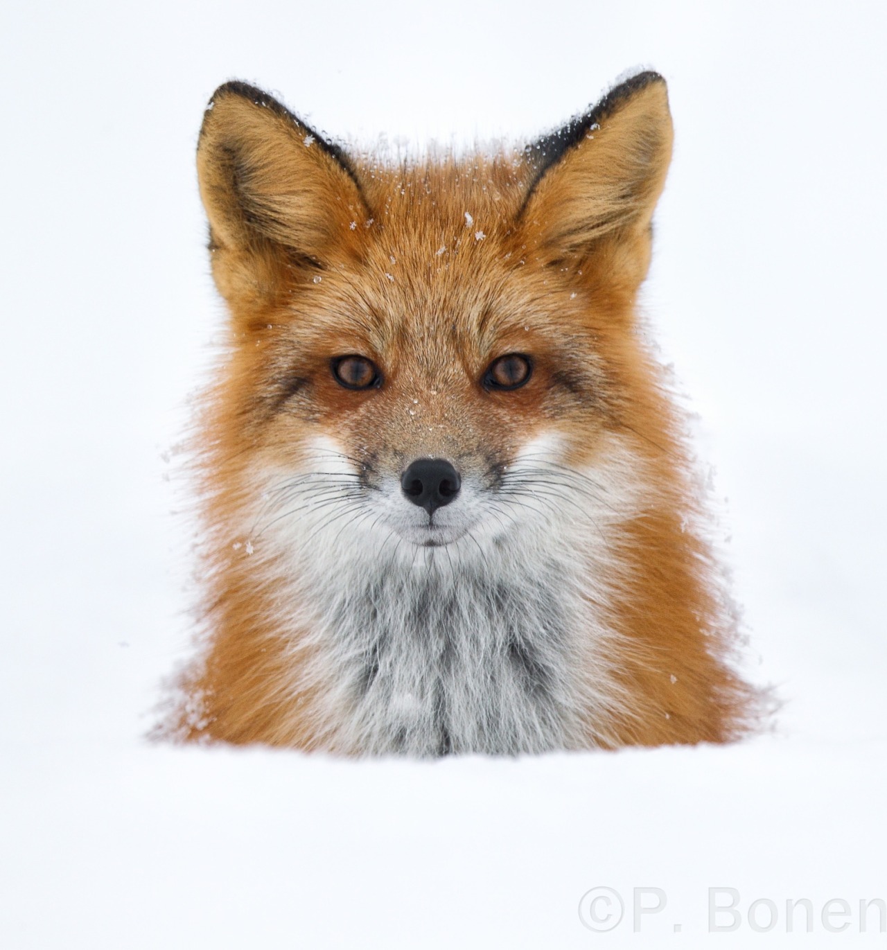 beautiful-wildlife:Jack in the box! by Pierre Bonenfant