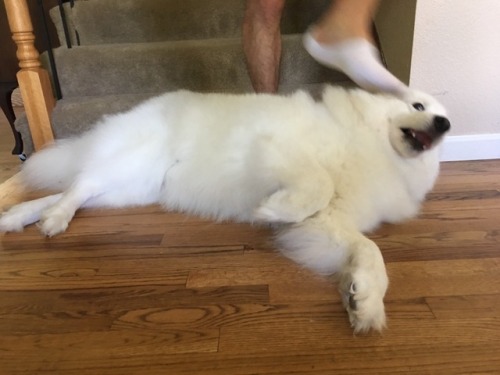 skookumthesamoyed:NO ONE IS ALLOWED PAST ME, DEFENDER OF TH- ok bye byeI would like cats more if the