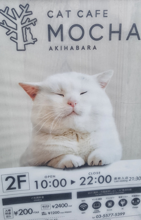 Cat café at Akihabara, Tokyo