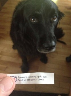 awwww-cute:  Fortune cookie (Source: http://ift.tt/1UenNKx)