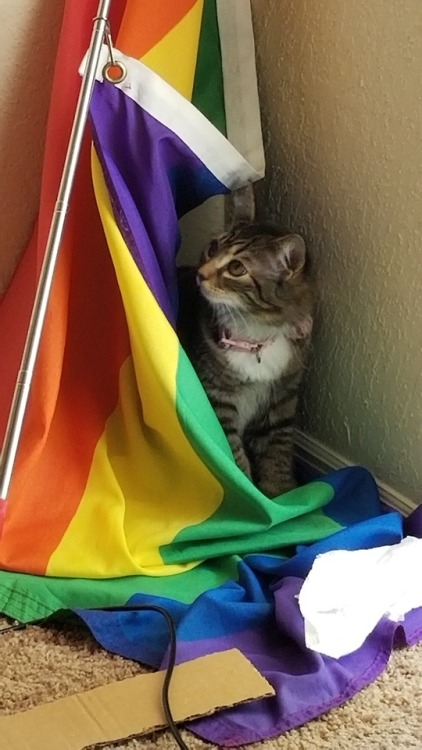 catsuggest:I know pride month is over but this is Korra w/ our pride flag isn’t she lovely