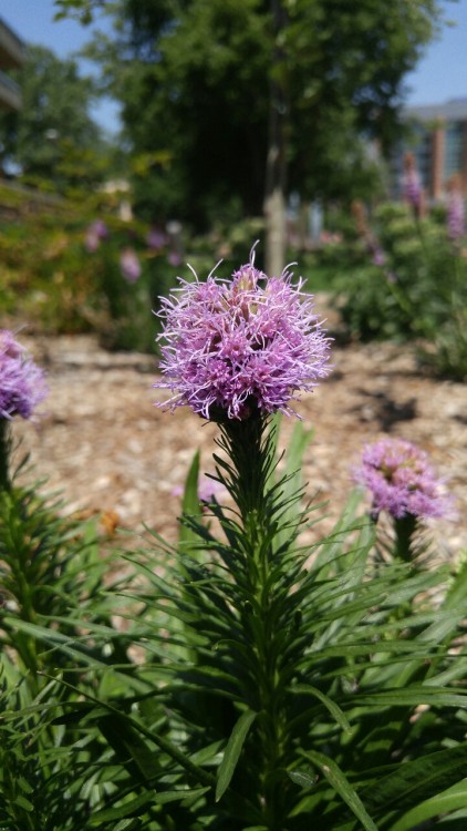 Liatris spicata is in the sunflower family Asteraceae. Commonly known as dense blazing star, it is n