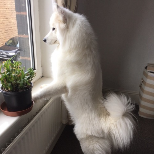 Porn photo cloudthesamoyed: HAPPY 2ND BIRTHDAY CLOUD