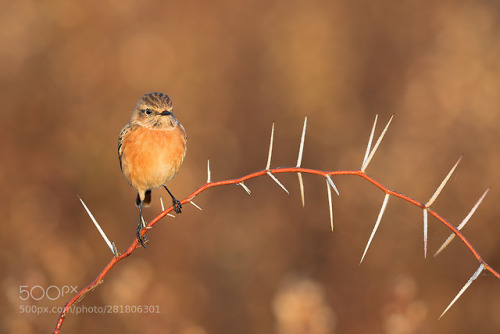 Stonechat - Saltimpalo by LorenzoMagnolfi1