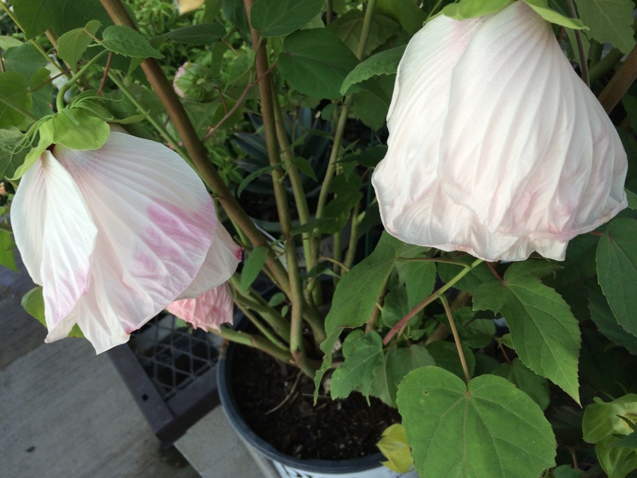 beeleaff:  atrham:  uropyia:  zzzzzzz   Lonely soul  Plant/Green