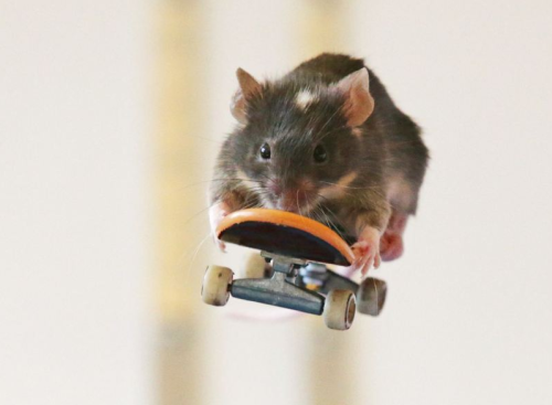 7sunriseoversea:  SKATEBOARDING MICE