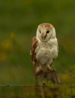 Cloudyowl:  Barn Owl By Kingfisher888