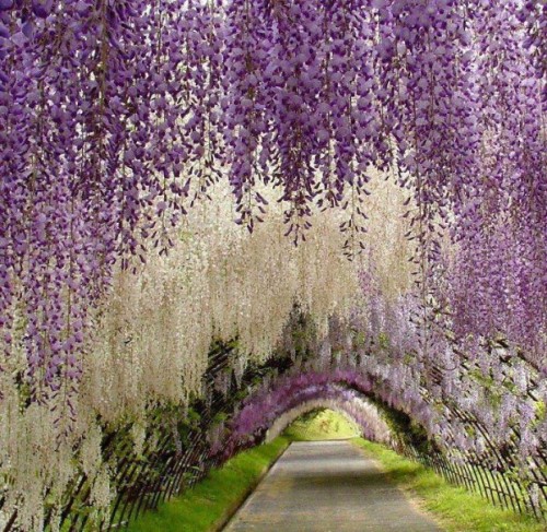 recblog19:  Kawachi Fuji Gardens, Japan 