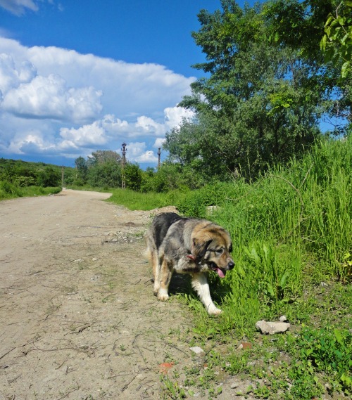 caucasian ovcharka