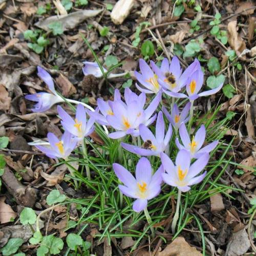 I Think The #bees Were Even More Happy About The #crocuses Than Me... #dortmund #nordstadt #spring #flowers