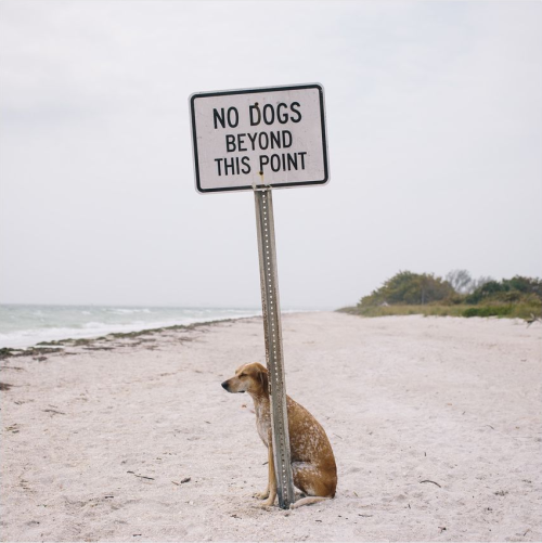 byct:  alegbra:  abstraire:  Maddie, The Coonhound  the most punk rock dog in the world  CUTEDOG 