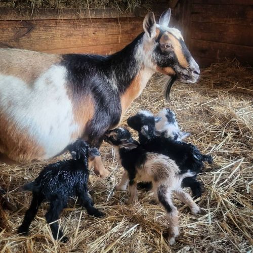 Rainbow &amp; her quads! #babygoat #quadruplets #boys #girls #two #each #nigeriandwarf #baby #go