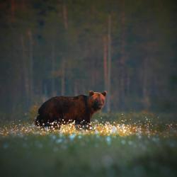 guilrosmer:  loveforallbears:  Photo by Niko Pekonen  @artemispanthar 