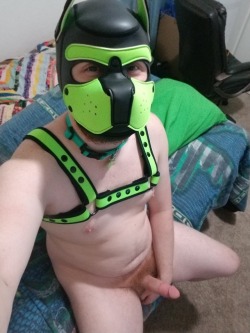 tallfry36:  For one very sweet anon that wanted to see more of my fuzzy butt. I got my very own hood and harness last week, just haven’t had to much time to get pics. Pup Kirby ready to service 😘😍