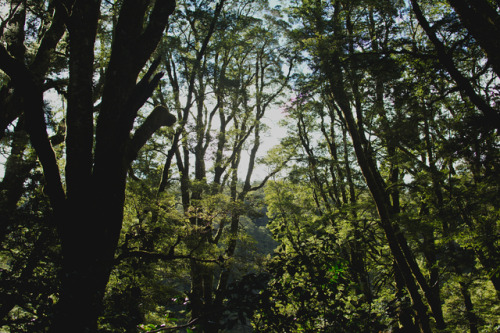 photographybywiebke:Spring in the forest around the Blue Pools, New Zealand