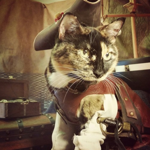 cat-cosplay:Weather is cool enough that we’ll be out and about at Washington Midsummer Renaissance
