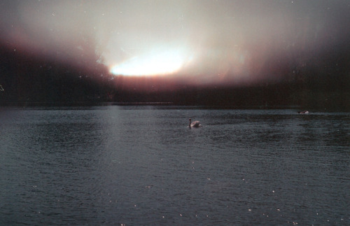violentwavesofemotion:Dear Heart, this night is ours, to watch it pale, together, into dawn. – Amy L