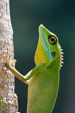 musts:  IMG_7430 copy by Kurt (orionmystery.blogspot.com)  .The return of the green crested lizard, Bronchocela cristatella. Harsh noon time sunlight with strong backlighting, but I quite like the effect.  