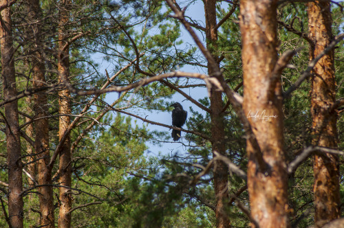 hooded crow