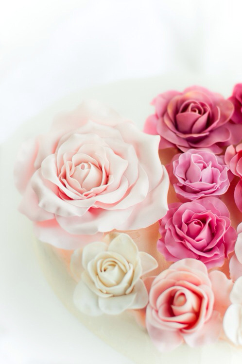 blaaancik:  Rose on We Heart It.