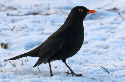 michaelnordeman:Blackbird/koltrast (Turdus merula). This particular blackbird is a rather bold one a