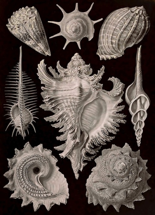 clawmarks:Ernst Haeckel - Kunstformen der Natur - 1899 - via Internet Archive (also via Wikimedia)