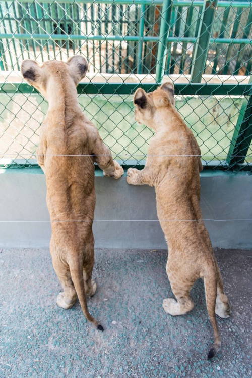 culturenlifestyle:Two Adorable Inseparable Lion CubsRescued in a refugee camps in the Gaza Strip, th