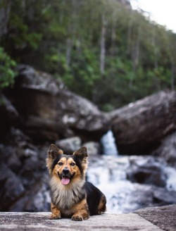 handsome dogs for you in these trying times