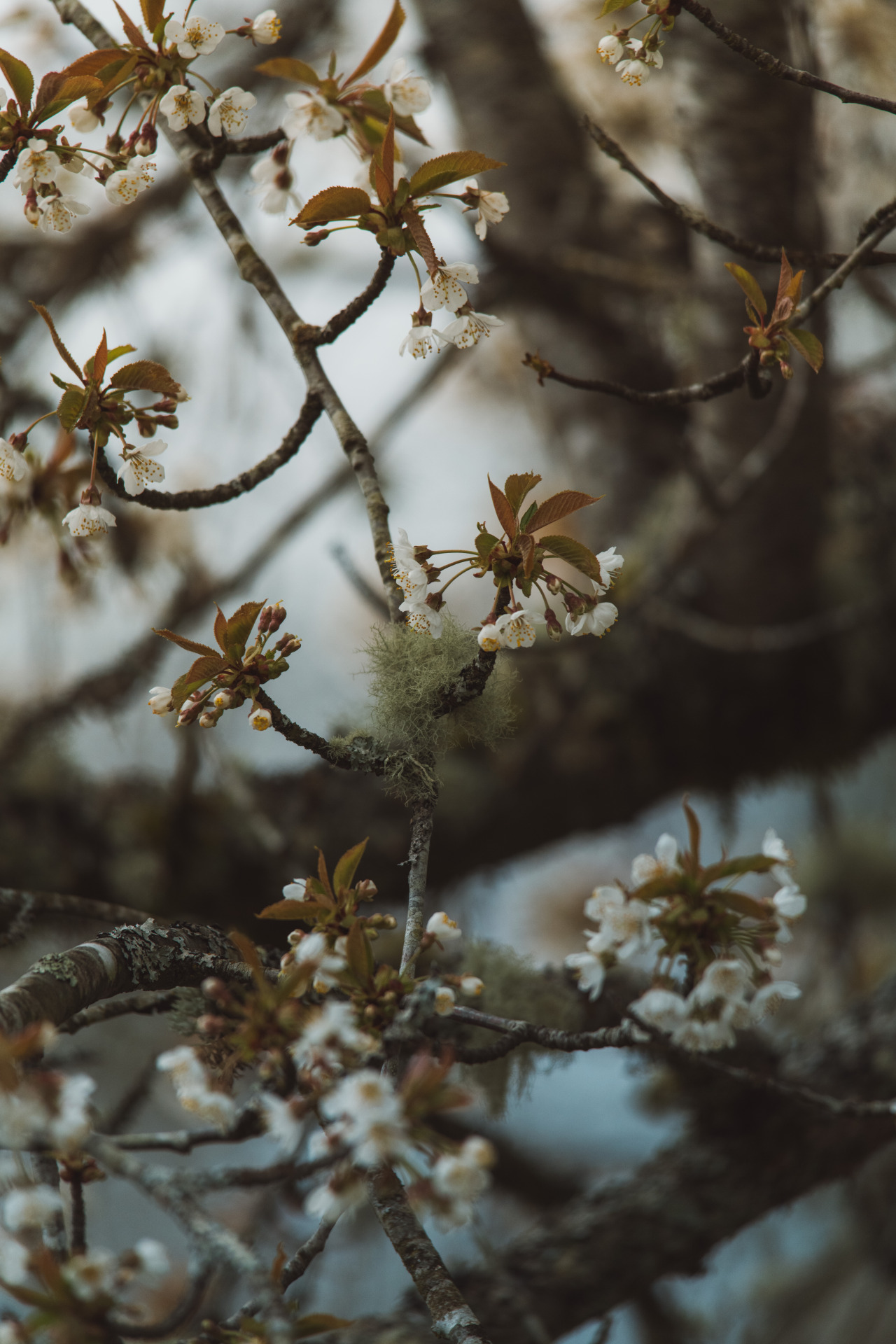 Cherry blossoms #nature#lensblr #artists on tumblr #original photographers#original photography#photography #photographers on tumblr #Washington#vsco#pacific northwest#p