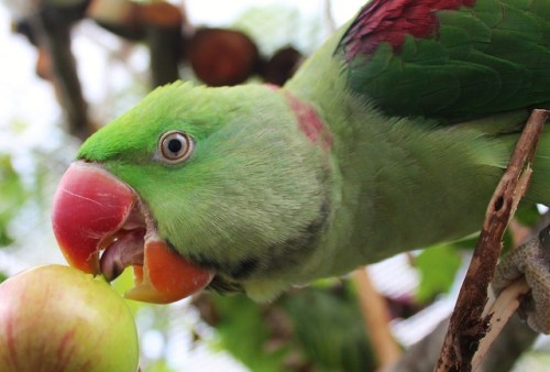 poicephalus:lickin apples