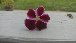 A regal geranium from my MIL’s garden