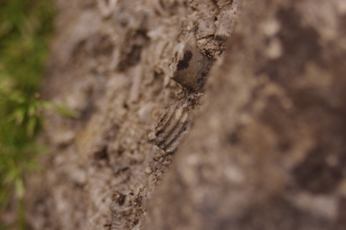 thesmallestsmallboy:Fossil Crinoid Stems