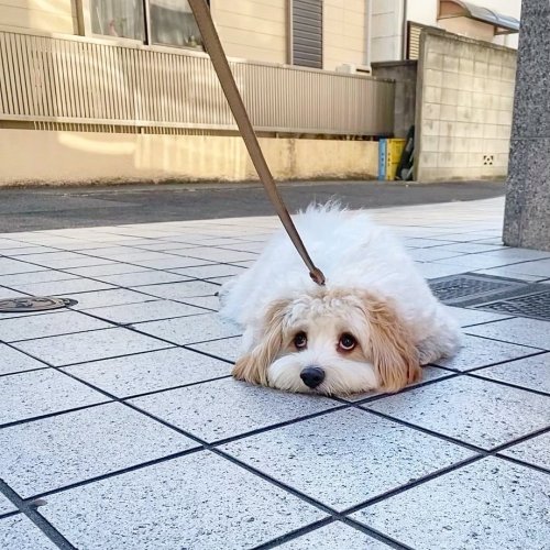 cuteanimals-only:  don’t wanna home yet…