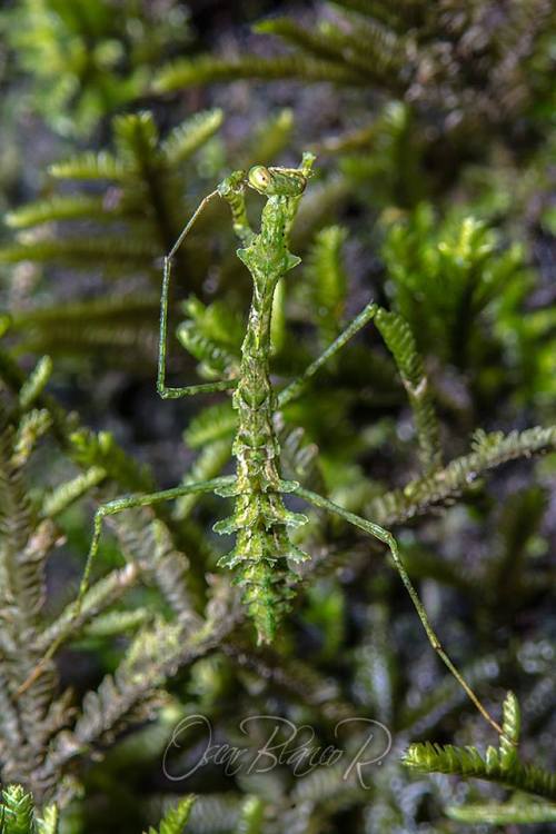 seananmcguire:ftcreature:First (Ever?) Video Footage of Rediscovered Moss Mantis SpeciesKnown only f