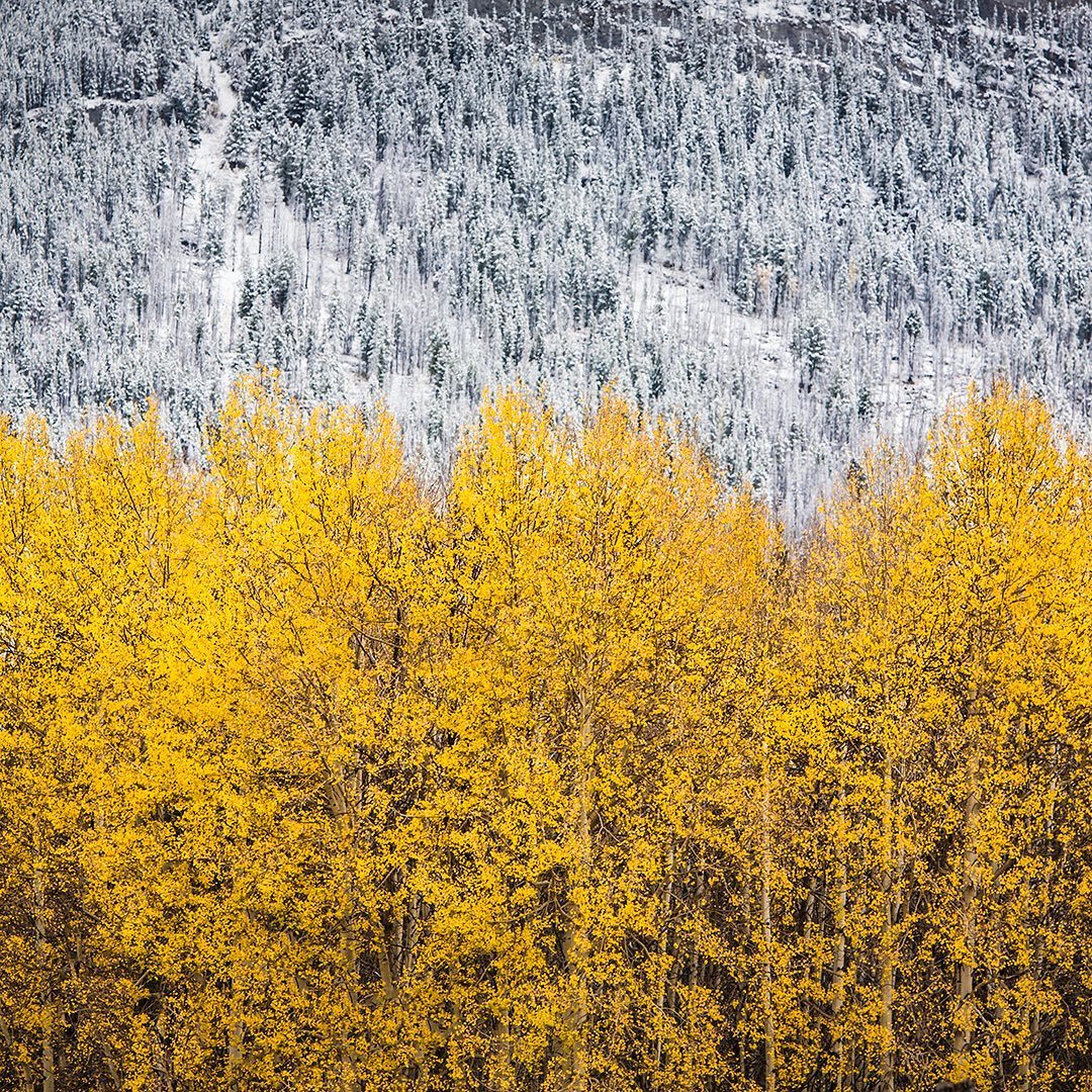 “Overlap of Seasons”
Autumn and winter battle it out at Hillsdale Meadows, Banff National Park. — view on Instagram https://ift.tt/2Ht3KcG