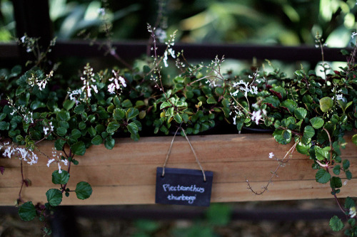 White floral vines. 