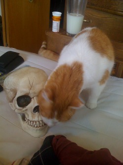 Been busy with school and stuff, so here are some pictures of my cat, Kitty, interacting with a plastic skull. Think I took these mid-May-ish.