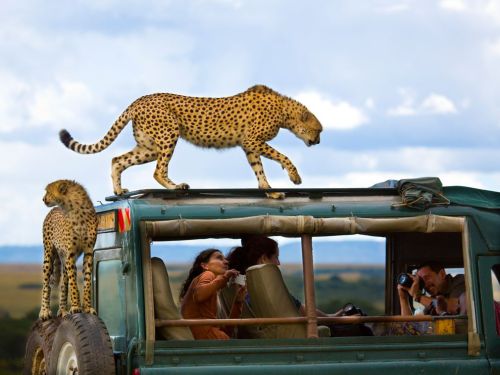 Cheetahs and Tourists, Kenya Photograph by Yanai Bonneh, Your Shot