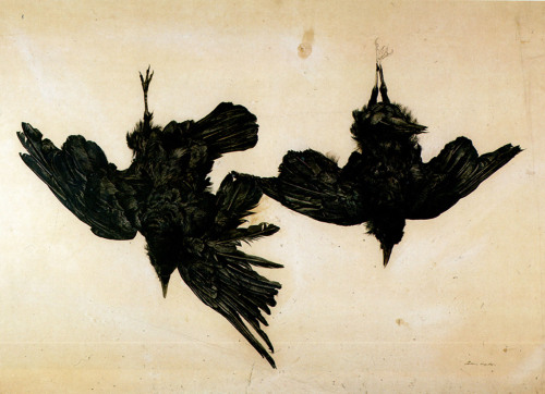 the-cinder-fields:Crow Study by Andrew Wyeth, 1944