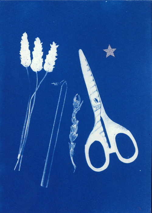 lemaddyart:Gathered and foraged - items of growth and small sharp weaponsCyanotypes, 2014, Maddy You