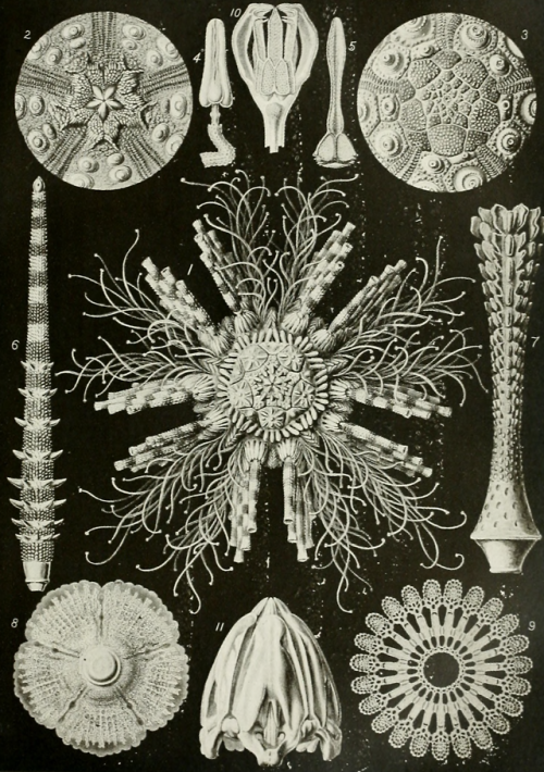 nemfrog - Echinoderms. The Americana - a universal reference...