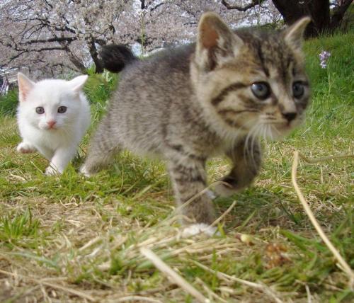 tamorapierce:  The cats were the first to love cherry blossom season 
