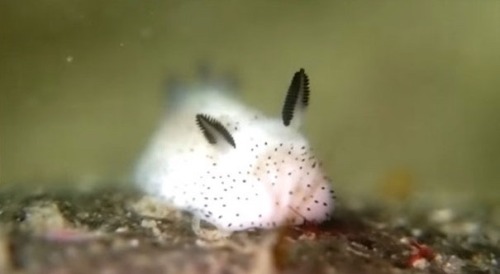 suzuyac:  I GOOGLED THE SEA BUNNIES AND THEY ARE A REAL THING IM SCREAMING THIS IS THE BEST DAY OF MY LIFE they are actually some kind of sea slugs im in love